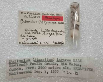 Media type: image; Malacology 222173 Description: An image of specimen MCZ:Mala:222173 and its labels.;